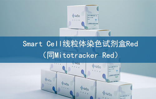 Smart Cell线粒体染色试剂盒Red（同Mitotracker Red）